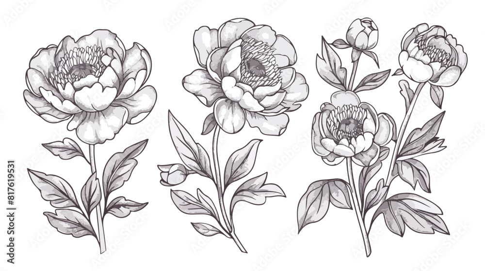 Outlined peony flowers vintage drawings Four . Blosso