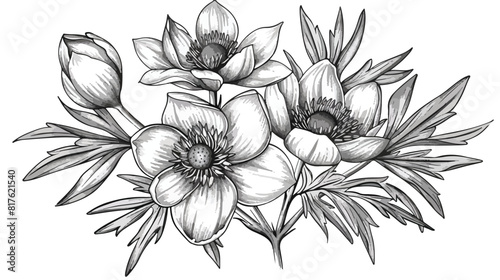 Pasque flower drawn in vintage style. Pasqueflower bl photo