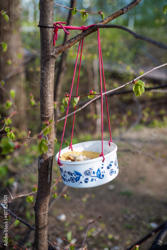 Seeds in bird feeder hunging on a tree in forest photo