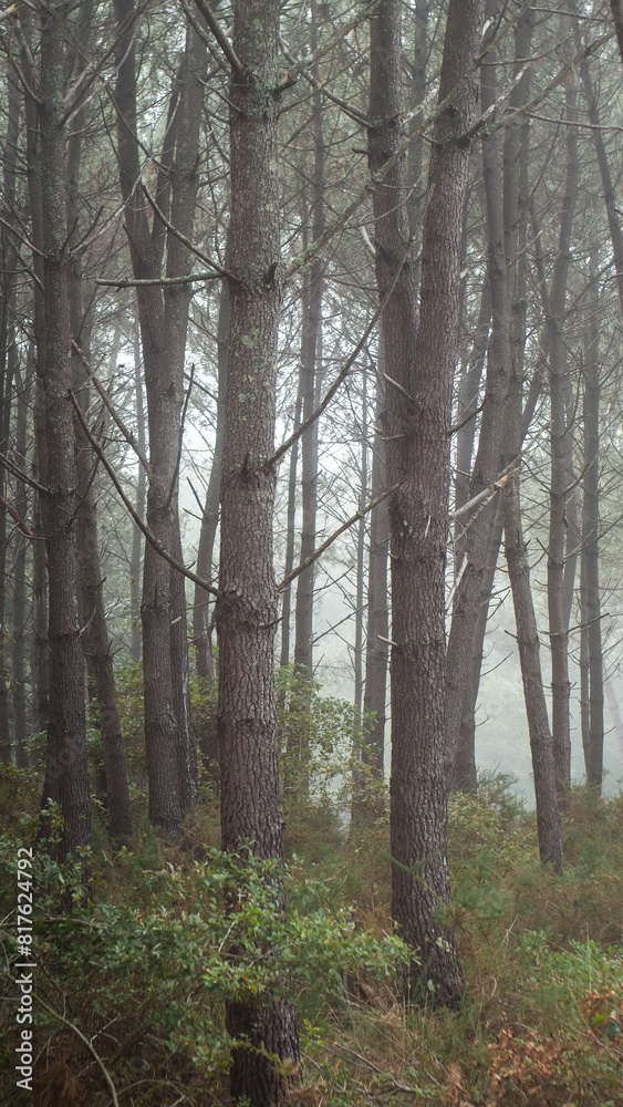 Forêt des Landes de Gascogne, plongée sous un épais brouillard Forêt des Landes de Gascogne, plongée sous un épais brouillard