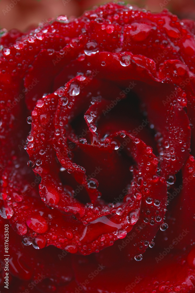 close up of red rose flower with water drops on petals