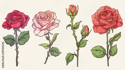 Pionshaped rose isolated illustration. Plant flowers