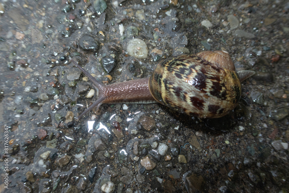 Snail