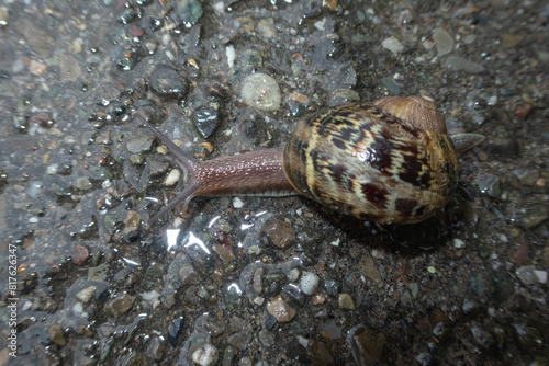 Obraz na płótnie Snail w salonie