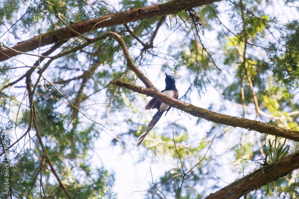 Fototapeta premium 新緑の林の奥で美しくさえずる、長い尻尾の美しいサンコウチョウ（カササギヒタキ科）。 日本国東京都八王子市、八王子城跡にて。 2024年5月撮影。 A beautiful Japanese Paradise Flycatcher (Terpsiphone atrocaudata) with a long tail chirps beautifully in the depths of a fresh