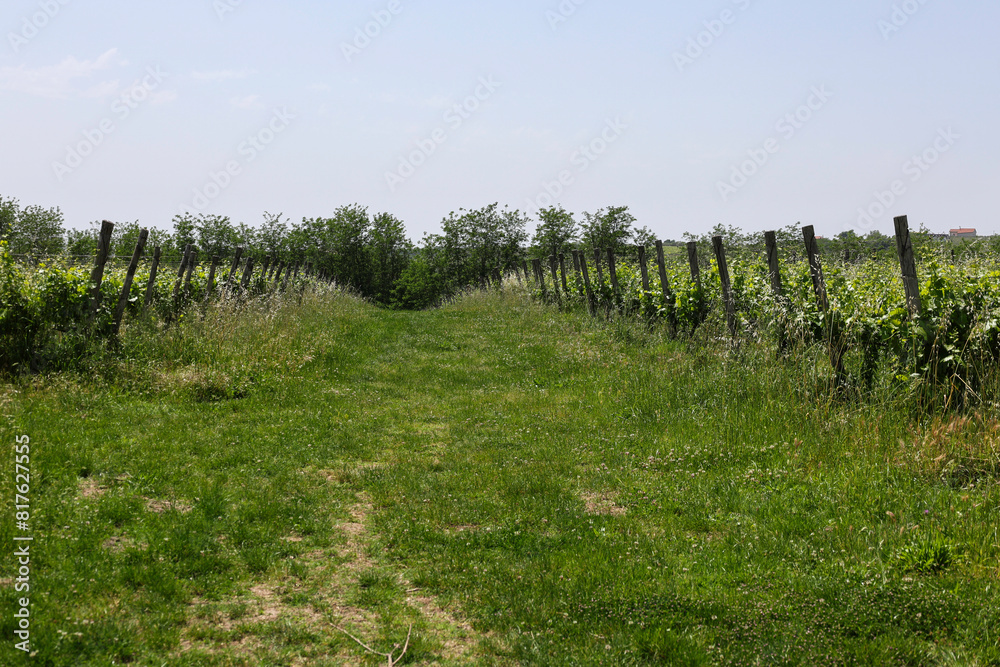 Fototapeta premium Il Vino la vera passione italiana ed i suoi territori 