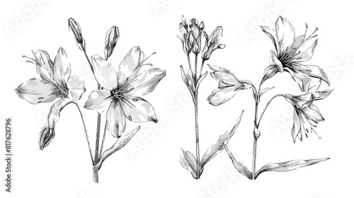 Raggedrobin flower outlined botanical sketch. Vintag photo