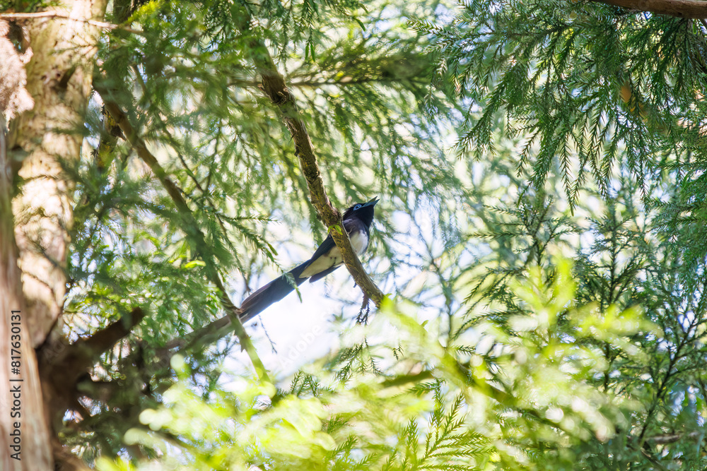 新緑の林の奥で美しくさえずる、長い尻尾の美しいサンコウチョウ(カササギヒタキ科)。
日本国東京都八王子市、八王子城跡にて。
2024年5月撮影。
A beautiful Japanese Paradise Flycatcher (Terpsiphone atrocaudata) with a long tail chirps beautifully in the depths of a fresh 新緑の林の奥で美しくさえずる、長い尻尾の美しいサンコウチョウ(カササギヒタキ科)。
日本国東京都八王子市、八王子城跡にて。
2024年5月撮影。
A beautiful Japanese Paradise Flycatcher (Terpsiphone atrocaudata) with a long tail chirps beautifully in the depths of a fresh