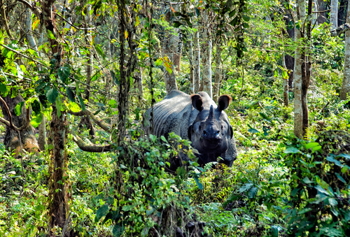 Chitwan National Park (CNP), Nepal, Asia - UNESCO World Heritage Site, One-horned Rhino (Rhinoceros unicornis) living in wild nature