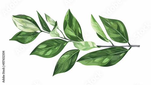 Ruscus sprig with green leaves isolated on white background