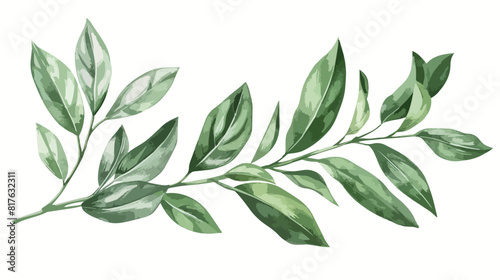 Ruscus sprig with green leaves isolated on white background