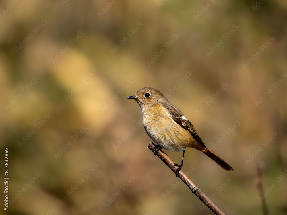 Fototapeta premium 森の中で枯れ木に留まっているジョウビタキの雌