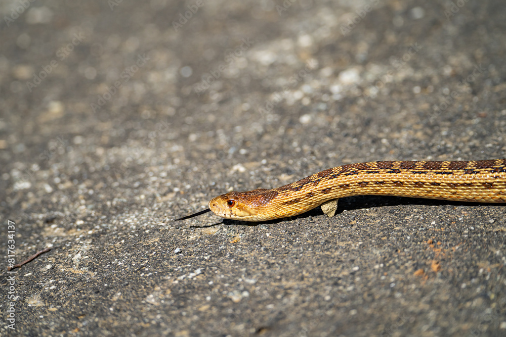 Obraz premium Pacific gopher snake (Pituophis catenifer catenifer) on the path in the park. Snake season. 
