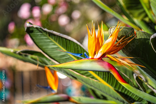 Close-up of Bird of Paradise (Strelitzia reginae) photo