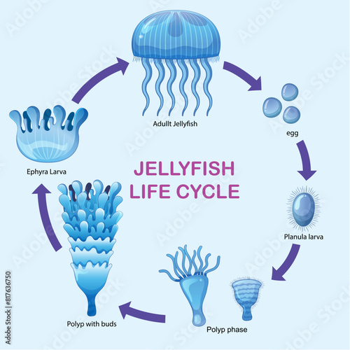 Illustration of jellyfish developmental stages