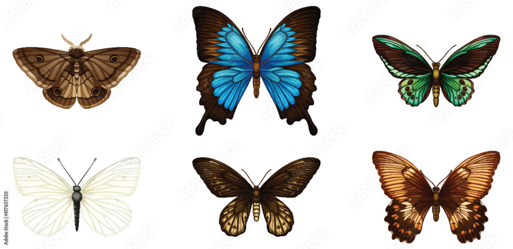 Collection of six different butterfly vector illustrations Collection of six different butterfly vector illustrations
