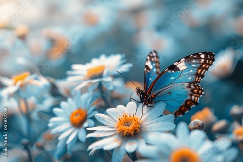 A monarch butterfly perched on a white daisy in a field of blooming daisies with a soft blue background