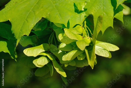 Bunch of fruits of Acer platanoides, also known as Norway maple. The fruit is a double samara with two winged seeds. © Iwona