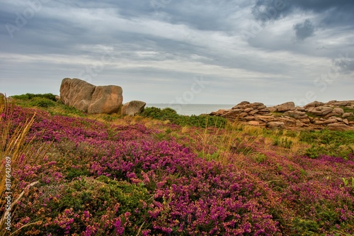Tablou pe pânză Natural colorful blooming heathland (moorland) - landscape detail