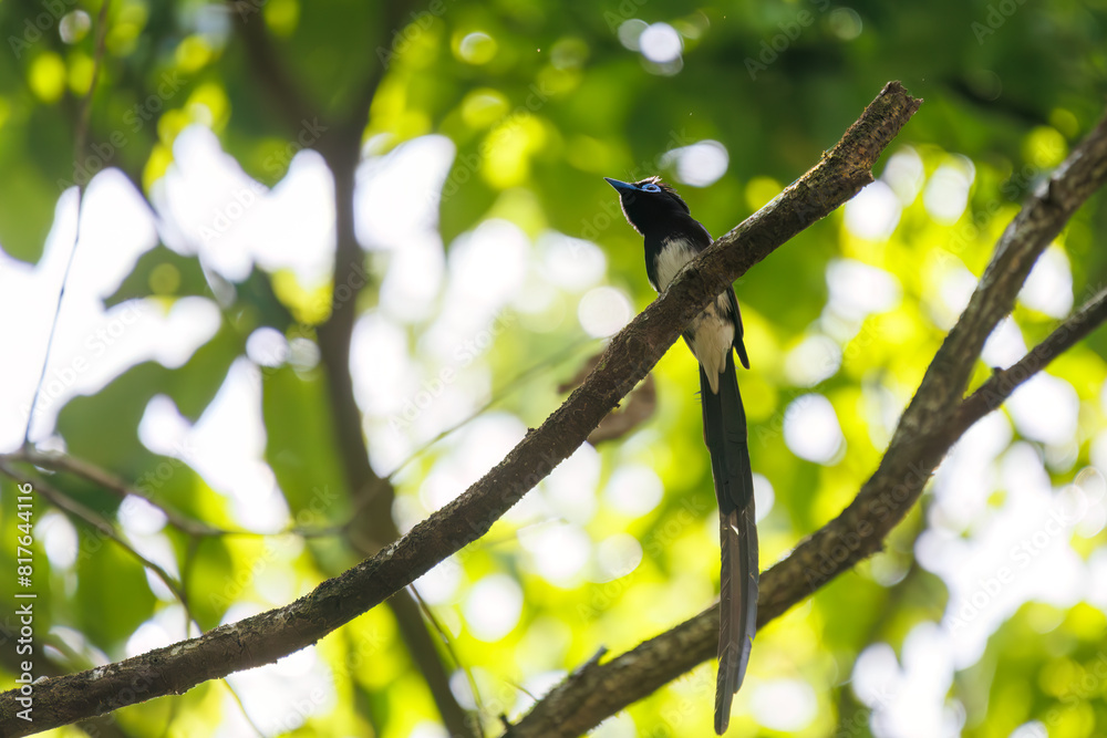 Fototapeta premium 新緑の林の奥で美しくさえずる、長い尻尾の美しいサンコウチョウ(カササギヒタキ科)。 日本国東京都八王子市、八王子城跡にて。 2024年5月撮影。 A beautiful Japanese Paradise Flycatcher (Terpsiphone atrocaudata) with a long tail chirps beautifully in the depths of a fresh