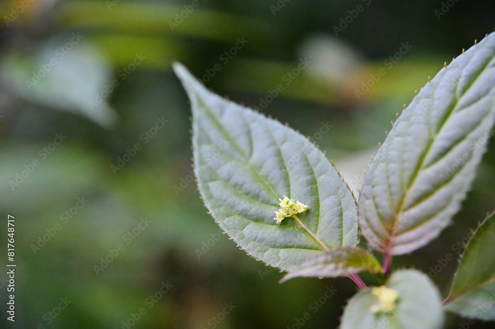 Taiwan's endemic Helwingia japonica features unique flowers and fruits growing on its leaves. This deciduous shrub thrives in moist forests at mid-altitudes, reaching up to 3 meters tall. Taiwan's endemic Helwingia japonica features unique flowers and fruits growing on its leaves. This deciduous shrub thrives in moist forests at mid-altitudes, reaching up to 3 meters tall.