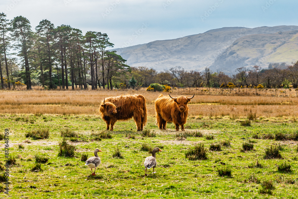 Two Scottish Coos and Two Ducks Grazing Two Scottish Coos and Two Ducks Grazing
