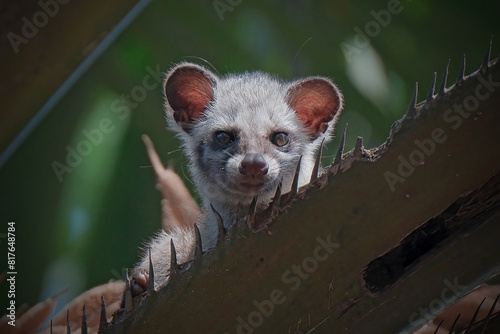 Close up photo of asian palm civet photo