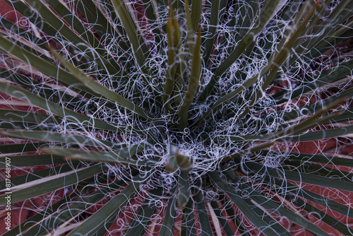 A spikey, spindly sort of cactus growing the Utah desert. photo