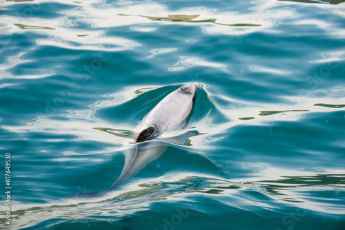 View from above of endangered Hector's dolphin photo