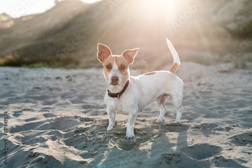 Cute small dog at beach in beautiful light photo