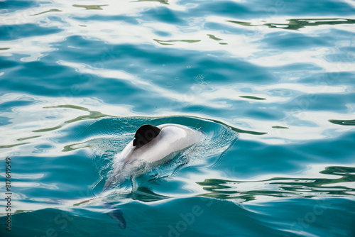 Endangered Hector's dolphin in beautiful blue water photo