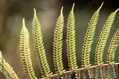 Fern leaf in New Zealand photo