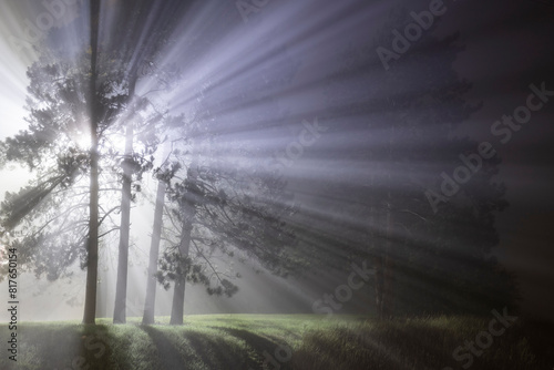 A bright light cuts through the fog casting shadows from a tree photo
