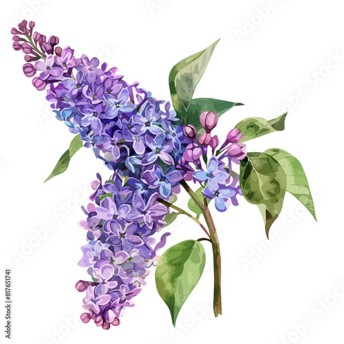 Watercolor of a lilac, isolated on a white background, lilac vector, lilac clipart, lilac art, lilac painting, lilac Graphic, drawing clipart.