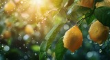 Lemons on Tree With Rain Drops
