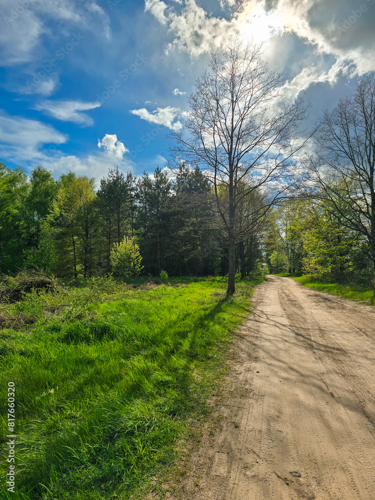 Picturesque view of a tree and a dirt road among the field in spring Picturesque view of a tree and a dirt road among the field in spring