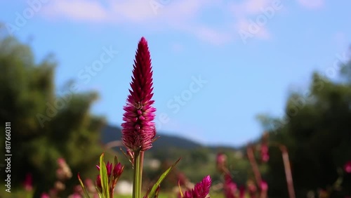 Closeup footage of purple woolflowers blooming in a flower field on a sunny day with blur background photo