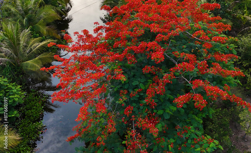 Amazing scene for eco travel at Ben Tre, Mekong Delta, Viet Nam, aerial view with blooming phoenix or red flamboyant flower, water hyacinth , coconut tree in green make beautiful countryside landscape