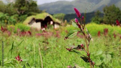 Closeup footage of woolflowers blooming in a flower field with a stone shack in the blur background photo