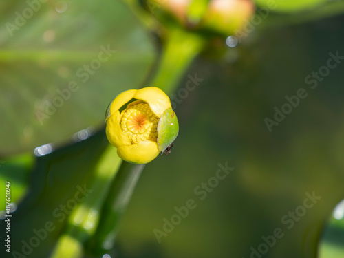 池に咲いたコウホネの花 photo