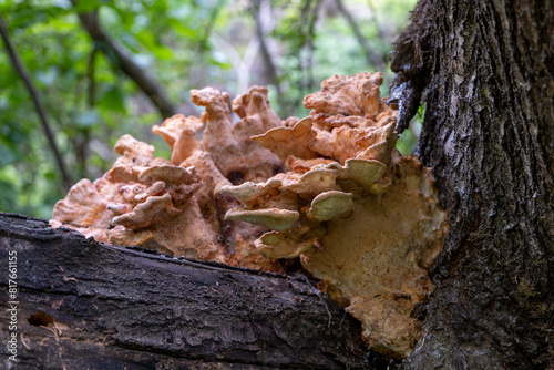 mushrooms on tree