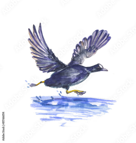 duck on the river