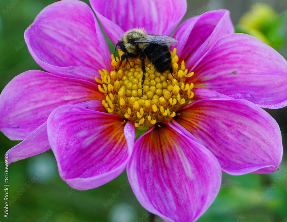 Bumblebee Gathering Nectar from a Vibrant Dahlia Flower. Bumblebee Gathering Nectar from a Vibrant Dahlia Flower.