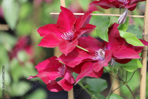 Flowers of perennial clematis vines in the garden. Close up.