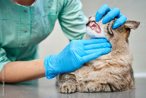 Examining cat's teeth at veterinarian visit