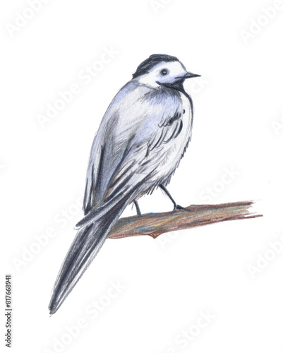 Bird on a branch on a white background