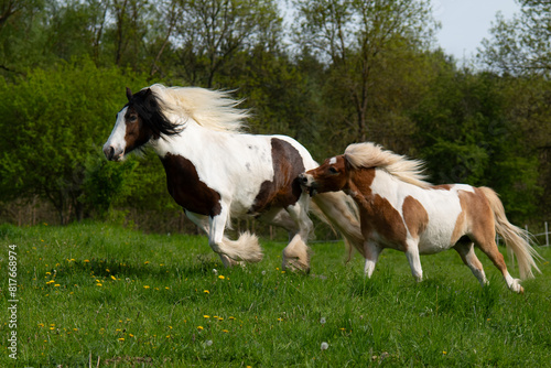 Εκτύπωση καμβά Two ponies running across the field