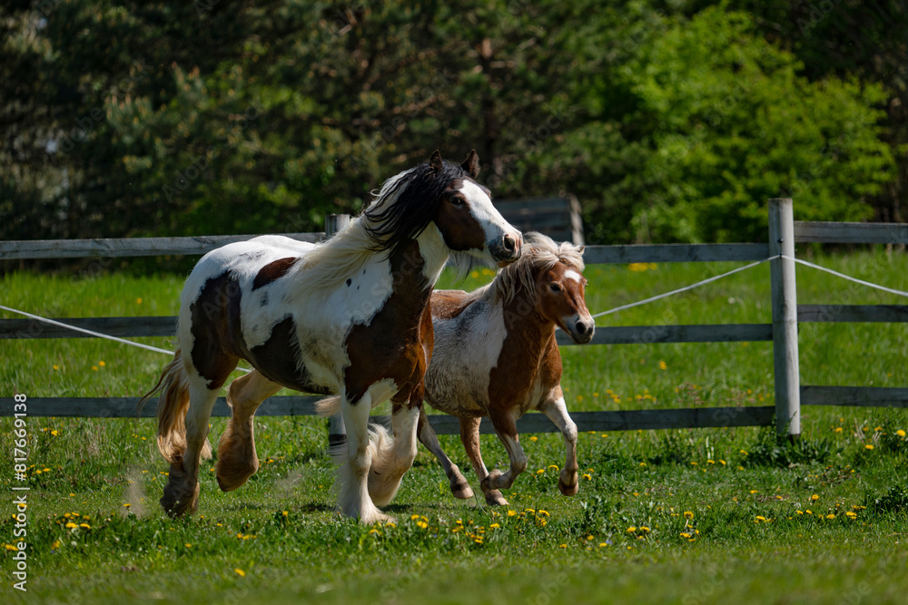 Two horses on the run. Rushing horses. Two horses on the run. Rushing horses.