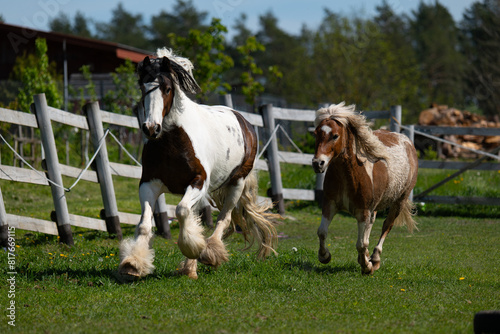 Two horses on the run. Rushing horses. © Robert