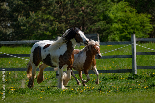 Two horses on the run. Rushing horses.